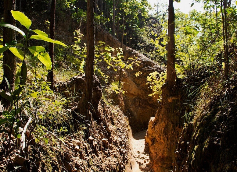 Picture 34 for Activity Chiang Mai: Doi Inthanon Park and Pha Dok Siew Trail Trek