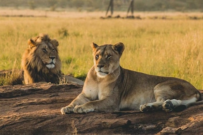 3-DAYS Lions Safari Mikumi National Park
