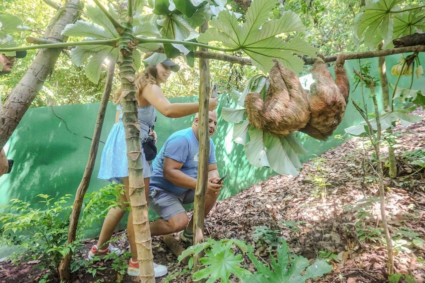 Picture 8 for Activity Roatan: Hug a sloth, jungle trails and meet wild life.