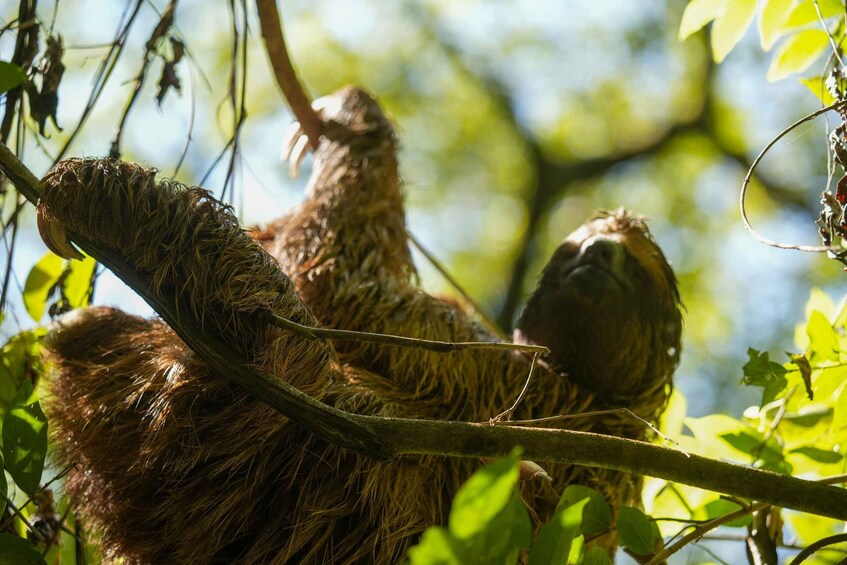 Picture 6 for Activity Roatan: Hug a sloth, jungle trails and meet wild life.