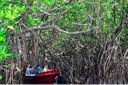 From Bentota: Madu River Safari & Turtle Hatchery Visit