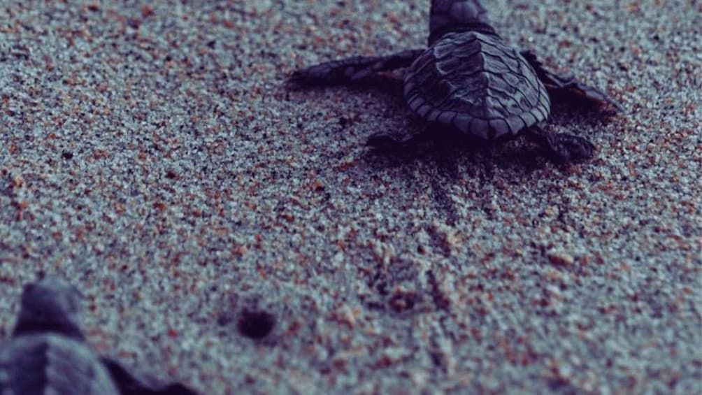 Picture 9 for Activity From Bentota: Exclusive Madu River Safari & Turtle Hatchery
