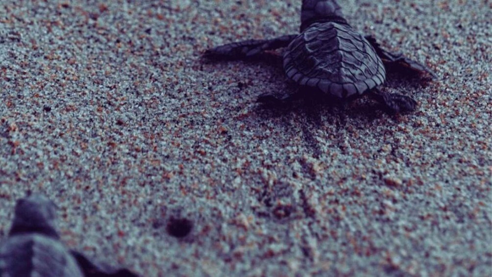 Picture 9 for Activity From Bentota: Exclusive Madu River Safari & Turtle Hatchery