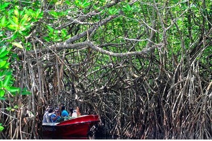 Desde Bentota: safari por el río Madu y visita al criadero de tortugas