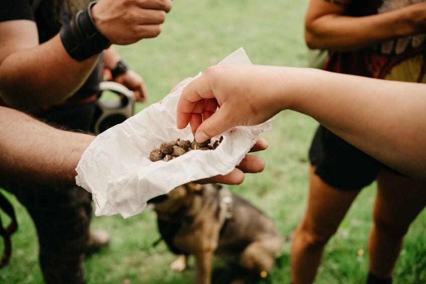 Private Hike: Brecon Beacons Henrhydd Falls Plus Foraging