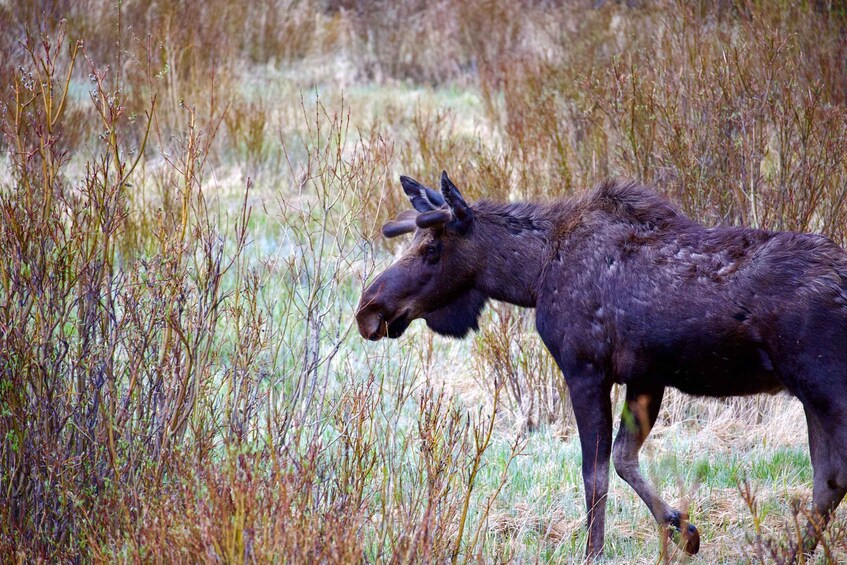 Picture 4 for Activity Estes Park: Rocky Mountain National Park Glass-Top Bus Tour
