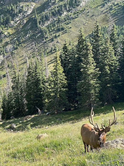 Picture 12 for Activity Estes Park: Rocky Mountain National Park Glass-Top Bus Tour