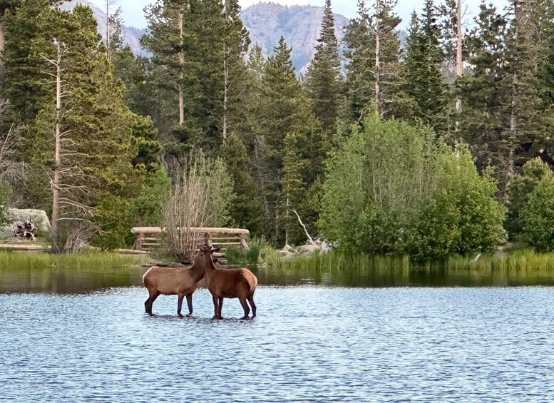 Picture 6 for Activity Estes Park: Rocky Mountain National Park Glass-Top Bus Tour