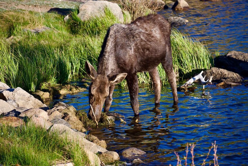 Picture 32 for Activity Estes Park: Rocky Mountain National Park Glass-Top Bus Tour