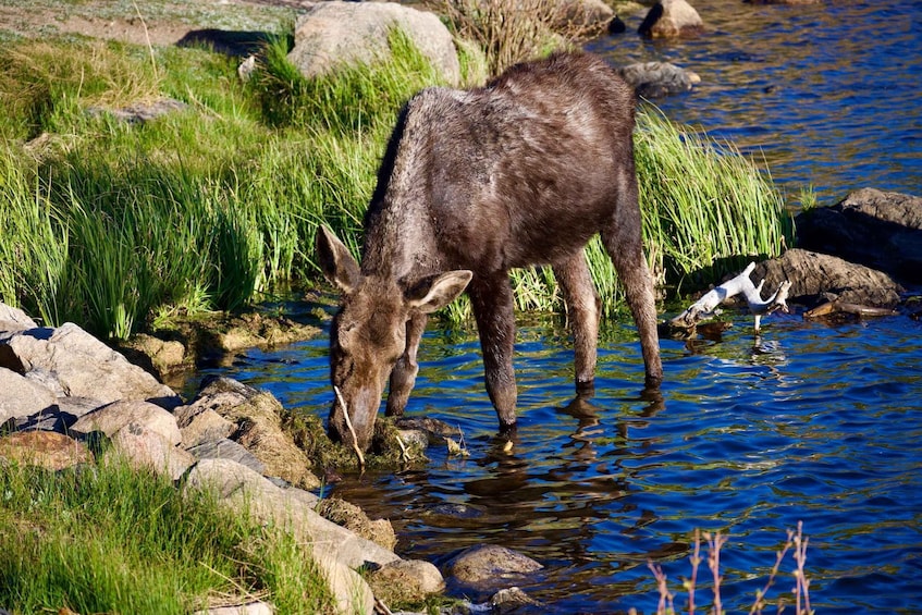 Picture 32 for Activity Estes Park: Rocky Mountain National Park Glass-Top Bus Tour
