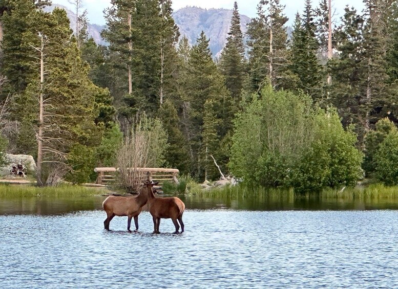 Picture 6 for Activity Estes Park: Rocky Mountain National Park Glass-Top Bus Tour