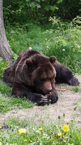 Brown Bear Sanctuary, Bran Castle & Rasnov Fortress Day Tour