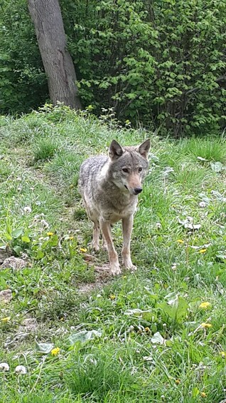 Picture 10 for Activity Brown Bear Sanctuary, Bran Castle & Rasnov Fortress Day Tour