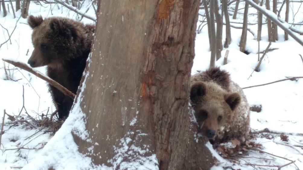 Picture 8 for Activity Brown Bear Sanctuary, Bran Castle & Rasnov Fortress Day Tour