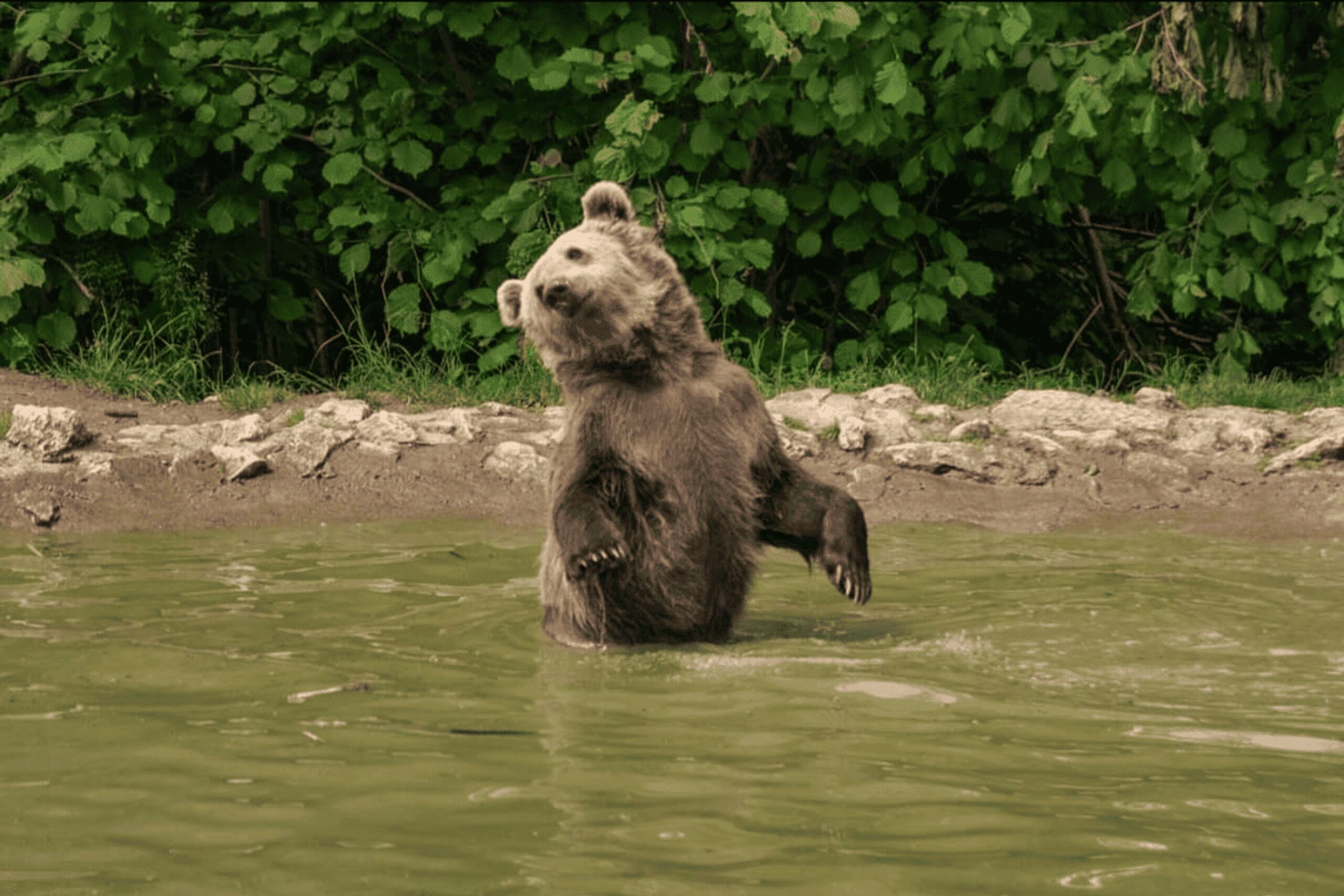 Brown Bear Sanctuary, Bran Castle & Rasnov Fortress Day Tour