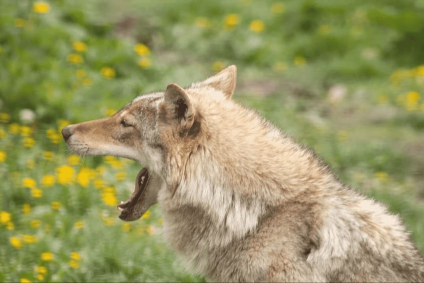 Picture 12 for Activity Brown Bear Sanctuary, Bran Castle & Rasnov Fortress Day Tour