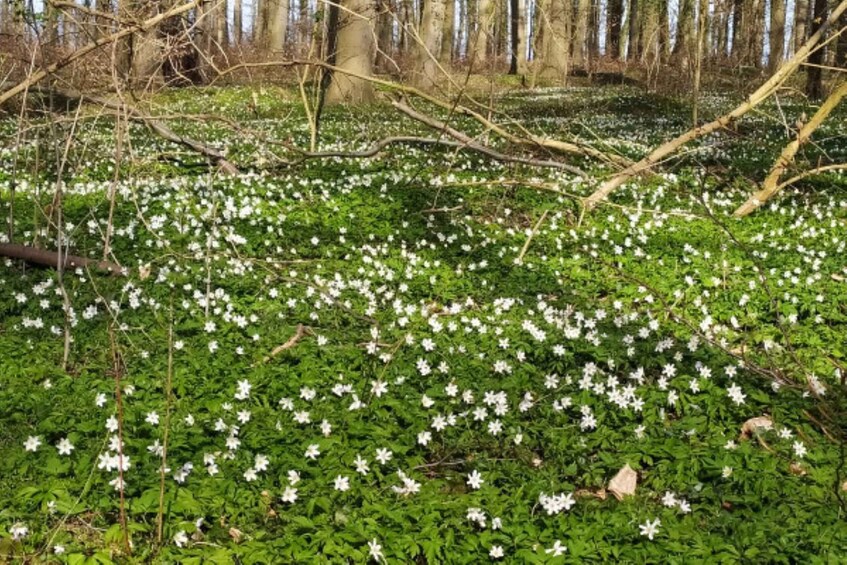 Picture 3 for Activity Usedom: Nature Park Tour