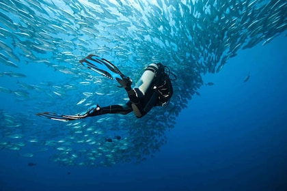 Sharm El Sheikh: 4-dages PADI Open Water Diver-kursus