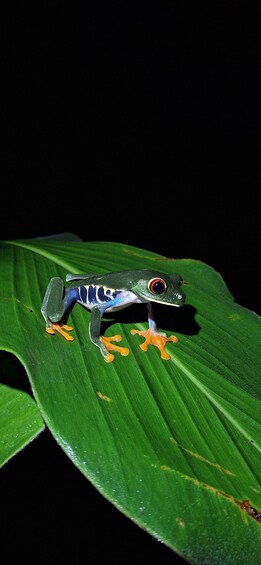 Picture 16 for Activity La Fortuna: Symphony of the Rainforest Best Night Expedition