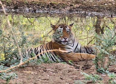 Jaipur to Ranthambore Day trip