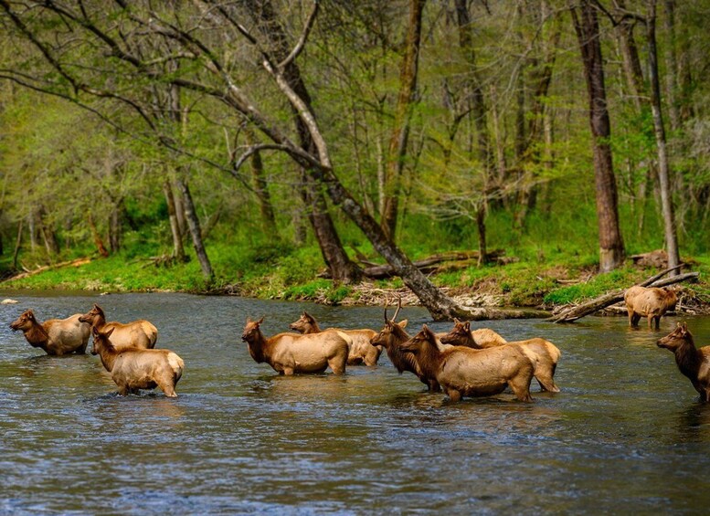 Picture 4 for Activity Capture the Majesty of the Blue Ridge: A Scenic Driving Tour