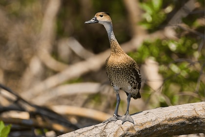 Sabana de la Mar: Private Los Haitises Hike and Kayak