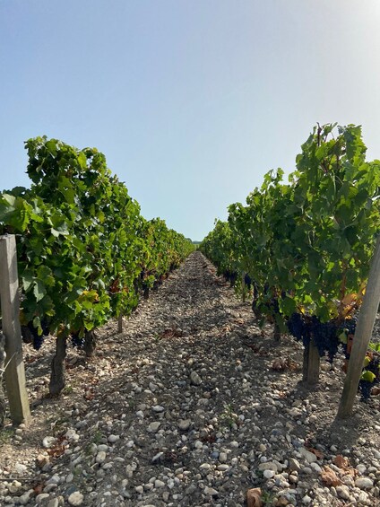 Picture 3 for Activity Bordeaux margaux wine tour