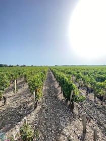 Bordeaux margaux wine tour