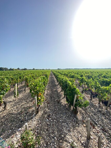 Bordeaux margaux wine tour