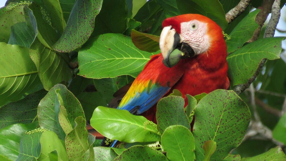 Picture 2 for Activity Uvita - Dominical: Private Kayak Tour - Mangroves of Terraba