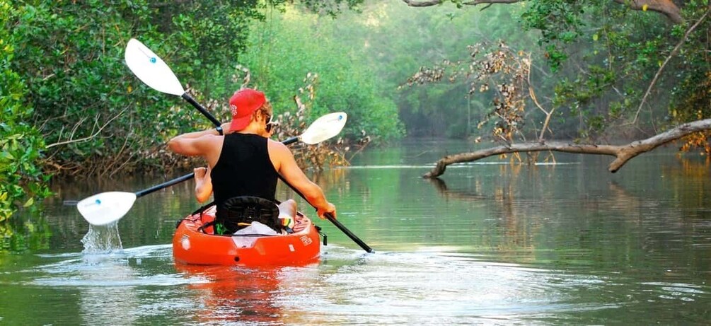 Uvita - Dominical: Kayak Tour to the Mangroves of Terraba