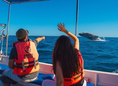 Glass bottom boat whale watching