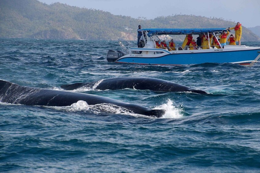 Picture 4 for Activity Samana: Guided Day Trip with Buffet Lunch and Whale Watching