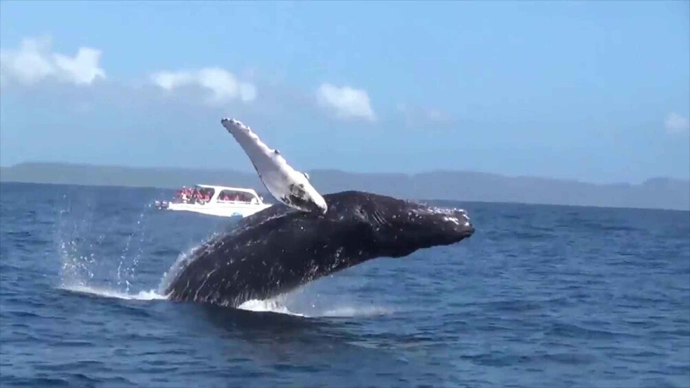 Samana: Guided Day Trip with Buffet Lunch and Whale Watching