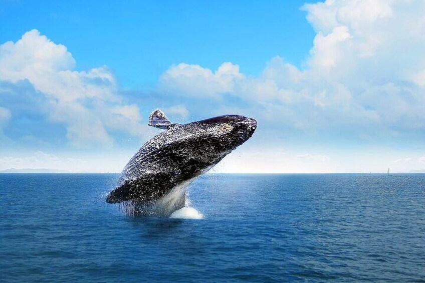 Full-day Whale watching Tour in Samana Bay from Punta Cana