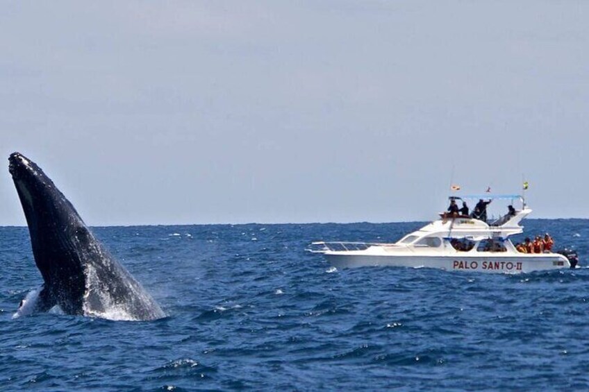 Full-day Whale watching Tour in Samana Bay from Punta Cana