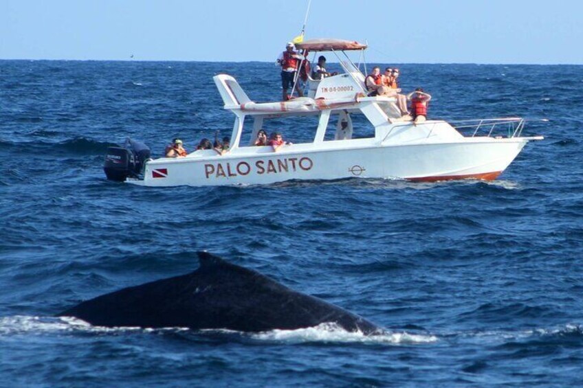 Full-day Whale watching Tour in Samana Bay from Punta Cana