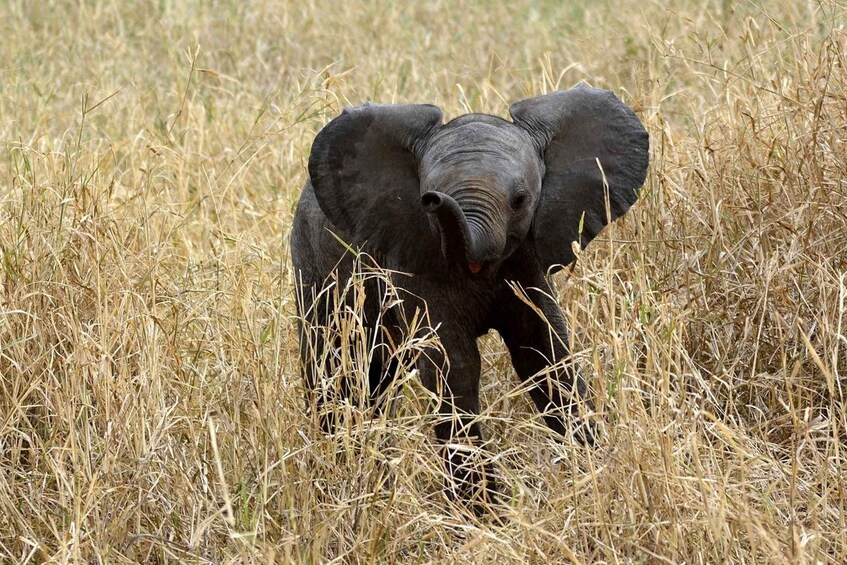 Picture 15 for Activity Day tour to Tsavo East from Malindi