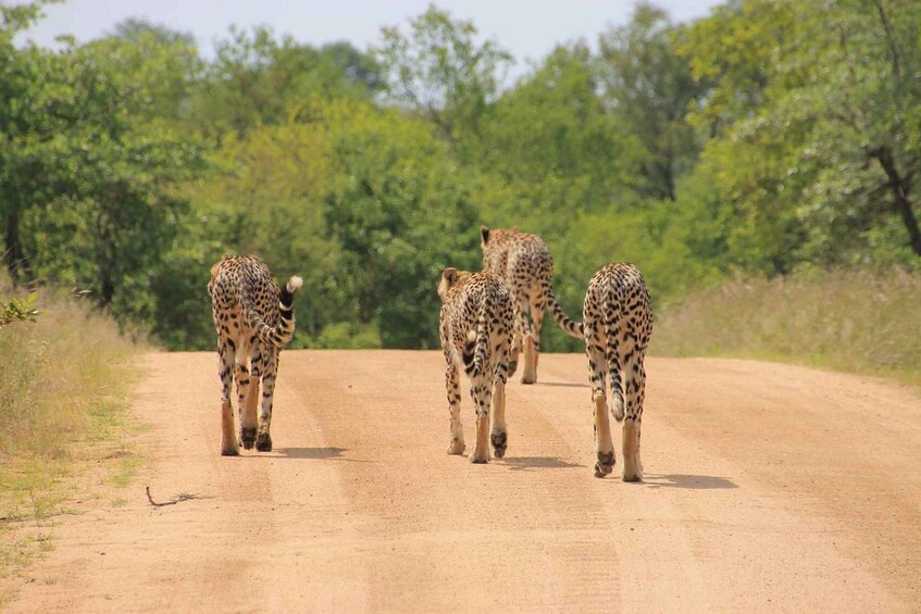 Picture 9 for Activity Day tour to Tsavo East from Malindi