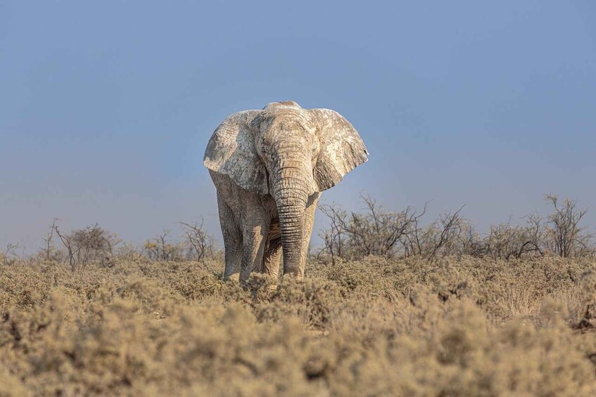 Picture 26 for Activity Day tour to Tsavo East from Malindi