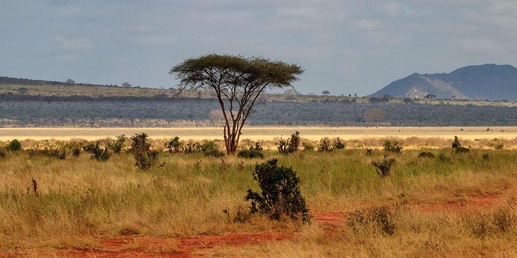 Picture 21 for Activity Day tour to Tsavo East from Malindi