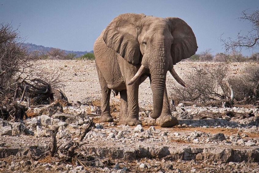 Picture 17 for Activity Day tour to Tsavo East from Malindi