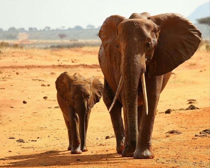 Picture 16 for Activity Day tour to Tsavo East from Malindi