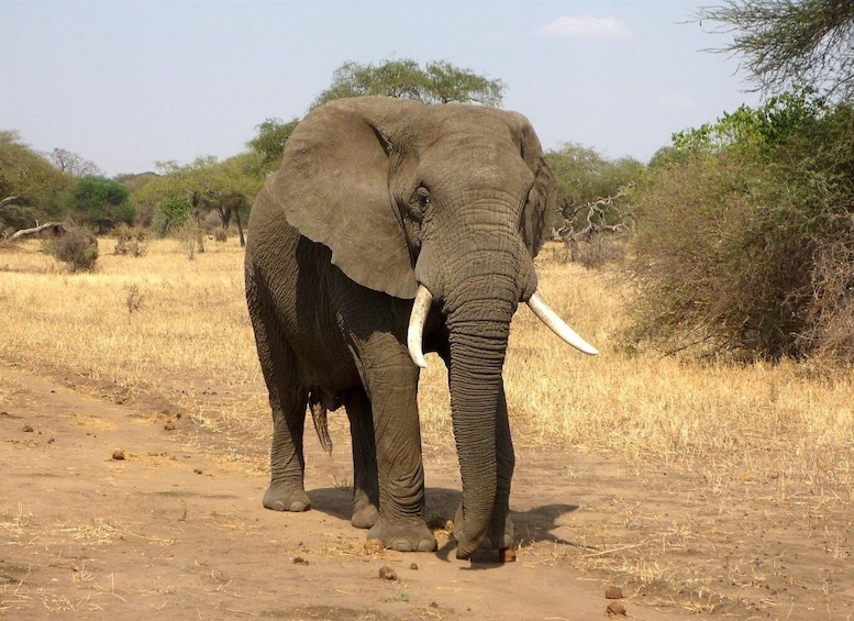 Picture 13 for Activity Day tour to Tsavo East from Malindi