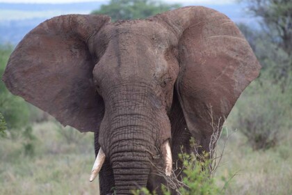 Tagestour nach Tsavo Ost von Malindi aus