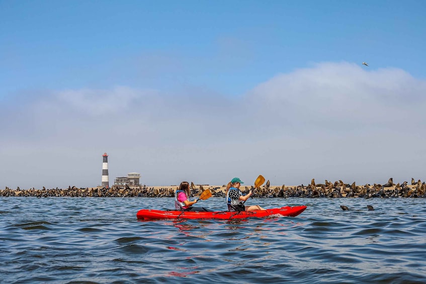 Pelican Point: Kayak with Seals Experience