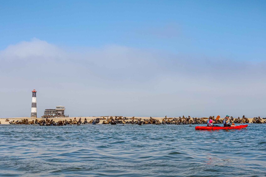 Picture 10 for Activity Pelican Point: Kayak with Seals Experience