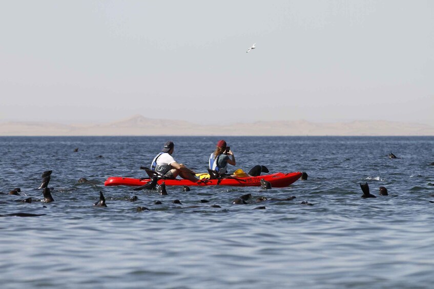 Picture 7 for Activity Pelican Point: Kayak with Seals Experience