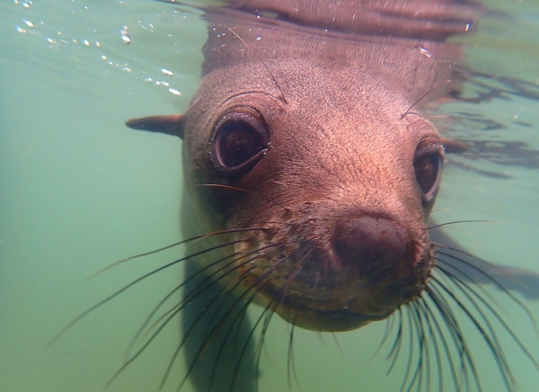 Picture 3 for Activity Pelican Point: Kayak with Seals Experience