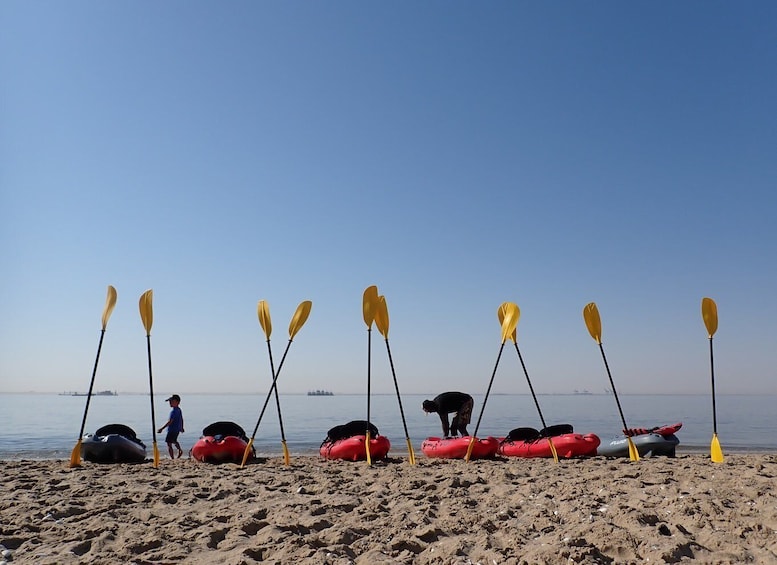 Pelican Point: Kayak with Seals Experience